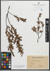 Foto von Salix myrtilloides L.